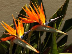 Papageienblume
